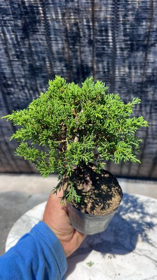 BONSAI ITOIGAWA MAME / SHOHIN IMPORTACION