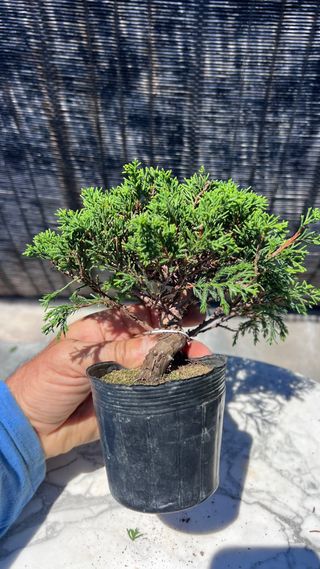 BONSAI ITOIGAWA MAME / SHOHIN IMPORTACION