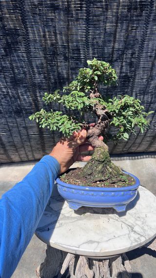 PRE-BONSAI NIRE KEYAKI / OLMO JAPONES 