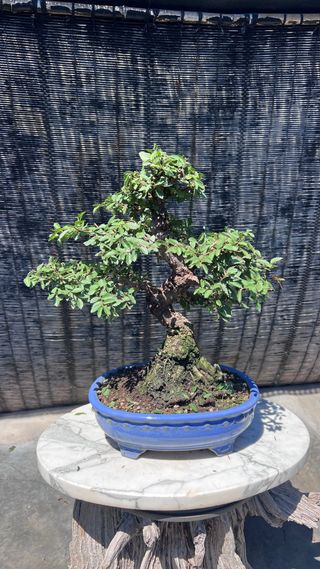 PRE-BONSAI NIRE KEYAKI / OLMO JAPONES 