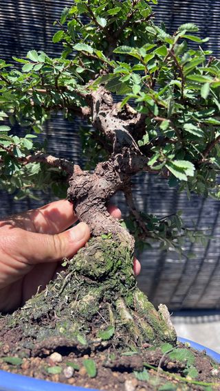 PRE-BONSAI NIRE KEYAKI / OLMO JAPONES 