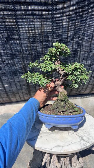 PRE-BONSAI NIRE KEYAKI / OLMO JAPONES 