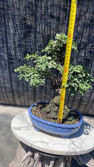 PRE-BONSAI NIRE KEYAKI / OLMO JAPONES 