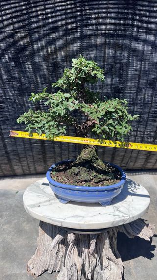 PRE-BONSAI NIRE KEYAKI / OLMO JAPONES 