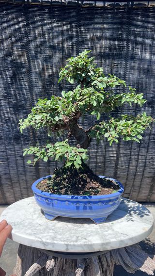 PRE-BONSAI NIRE KEYAKI / OLMO JAPONES 