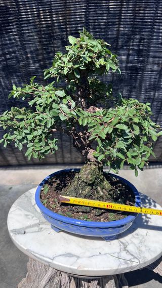 PRE-BONSAI NIRE KEYAKI / OLMO JAPONES 