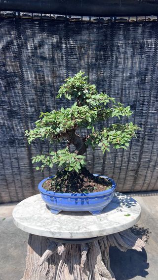 PRE-BONSAI NIRE KEYAKI / OLMO JAPONES 