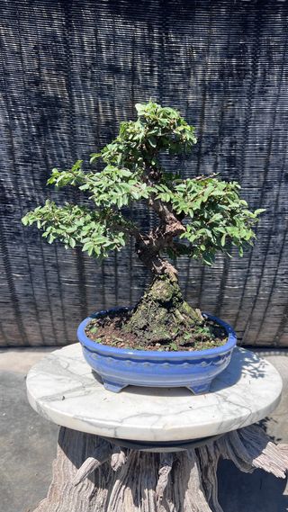 PRE-BONSAI NIRE KEYAKI / OLMO JAPONES 