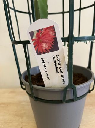 Epiphyllum Gloriosum: 