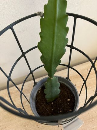 Epiphyllum Beahm's Surprise