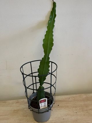Epiphyllum Beahm's Surprise
