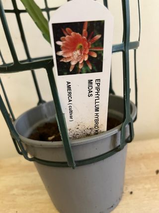 Epiphyllum hybrid King Midas
