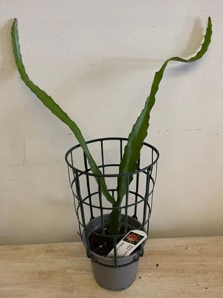 Epiphyllum hybrid King Midas