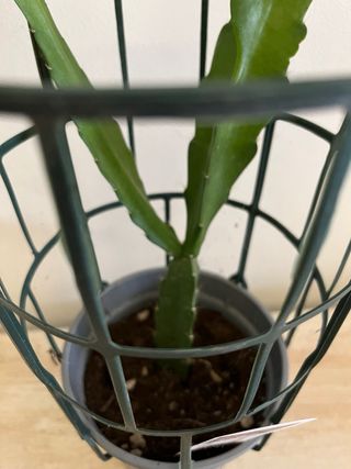 Epiphyllum hybrid King Midas