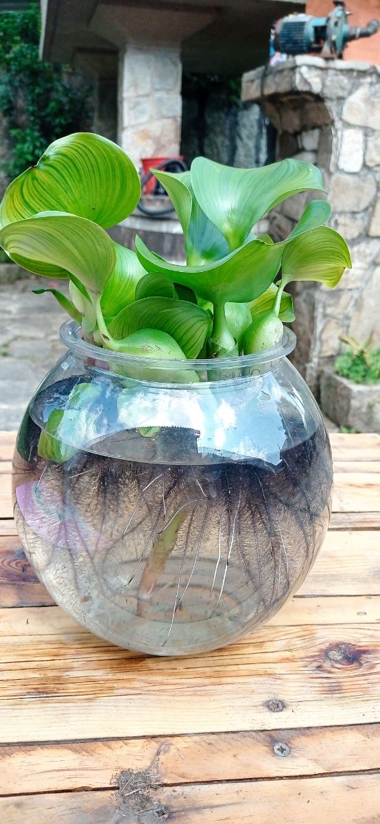 Planta acuática en pecera