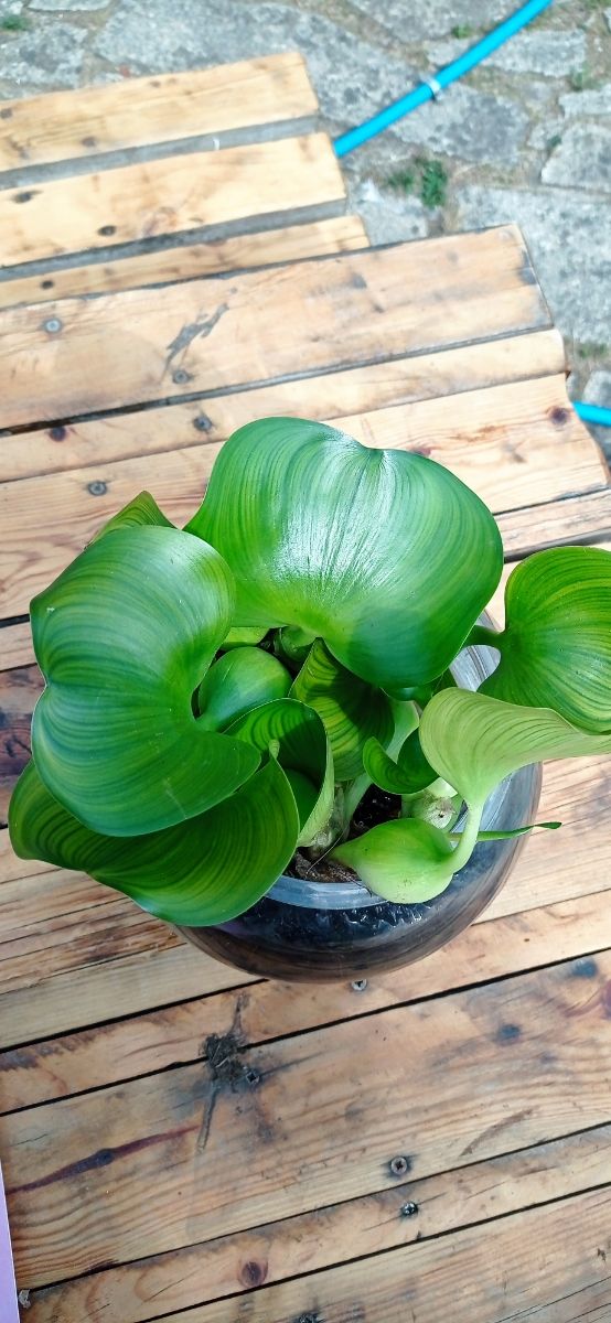 Planta acuática en pecera