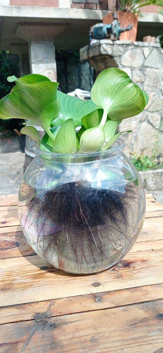 Planta acuática en pecera