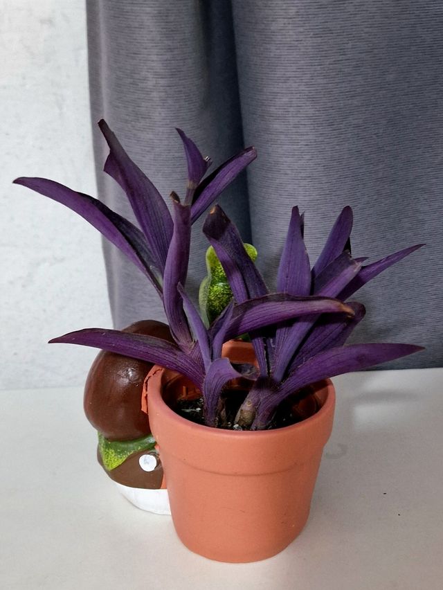 Planta Tradescantia Purpurea