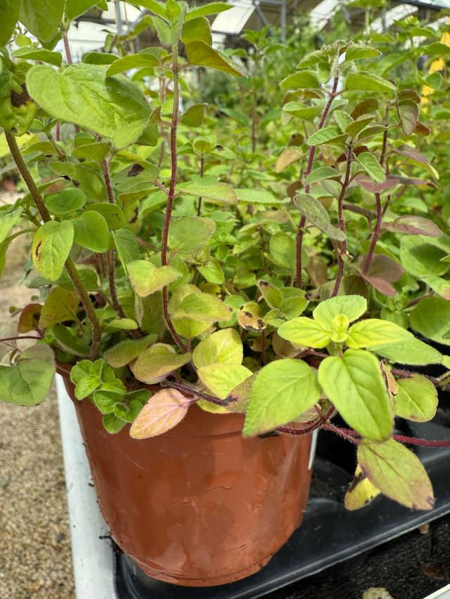 Maceta Orégano - Planta aromática