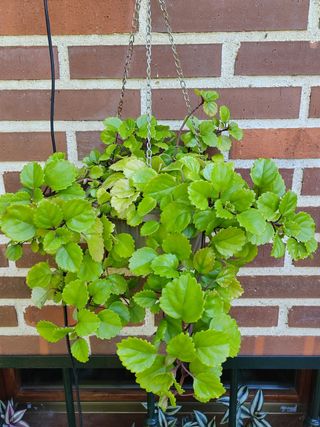 Esquejes Planta del dinero Plectranthus verticilla