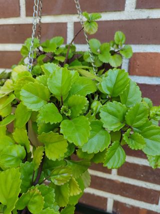 Esquejes Planta del dinero Plectranthus verticilla