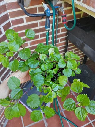 Esquejes Planta del dinero Plectranthus verticilla