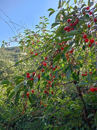 Finca rústica con casa - 2200m2