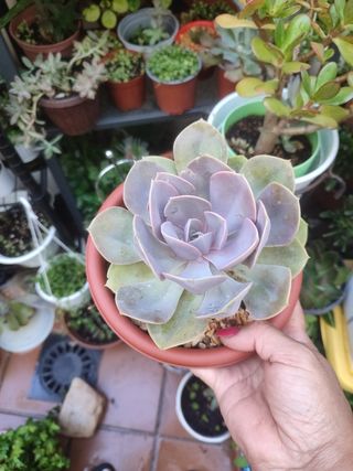 Suculenta Echeveria