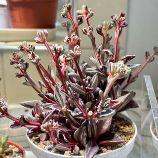 Suculenta Lenophyllum Guttatum Variegata