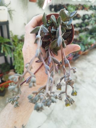Suculenta Lenophyllum Guttatum Variegata