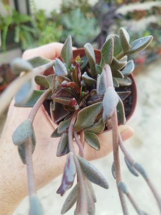 Suculenta Lenophyllum Guttatum Variegata