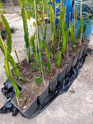 Plantas Pitaya (Fruta del Dragón)