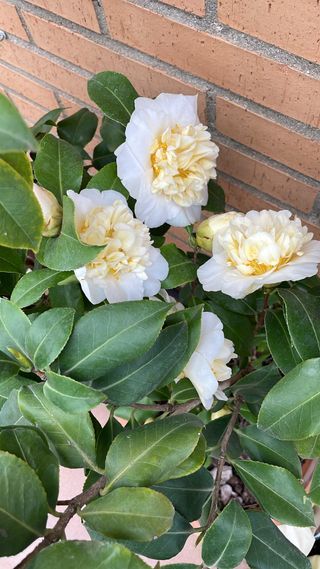 Camelia japonica blanca - Planta