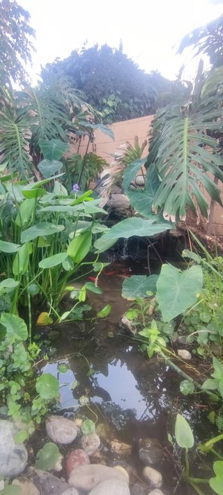 Planta acuática - Pontedera Cordata
