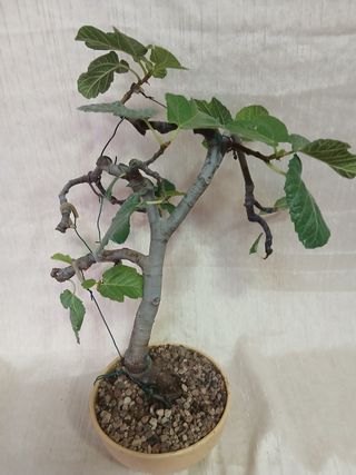 Bonsái higuera