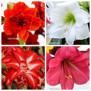 Box 4 hippeastrum 