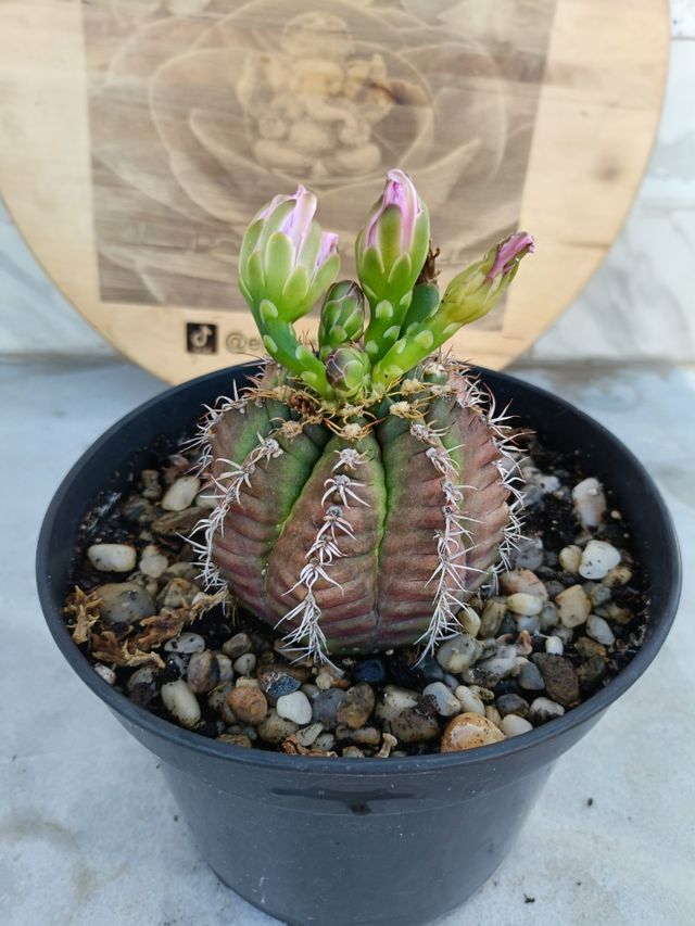 Gymnocalycium mihanovichii