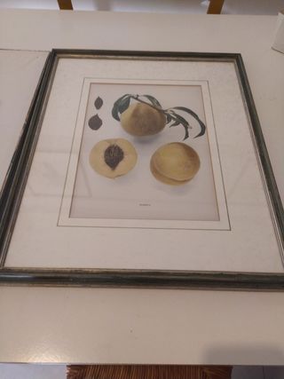 Stampe frutta antica - Arte Lucca