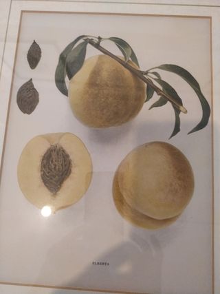 Stampe frutta antica - Arte Lucca