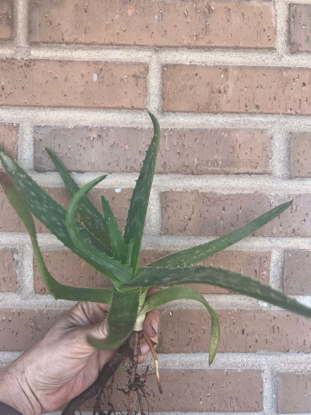 Se venden esquejes de Aloe Vera. Entrega en Málaga