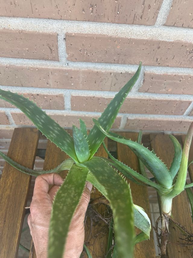 Se venden esquejes de Aloe Vera. Entrega en Málaga
