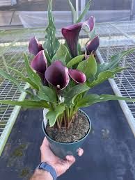 Lirio lila de agua