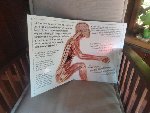 Crea tu cuerpo humano - Juego educativo