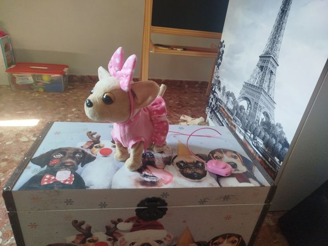 Perrita chihuahua andadora