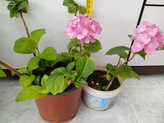 Planta natural. Hortensia 