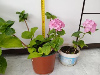 Planta natural. Hortensia 