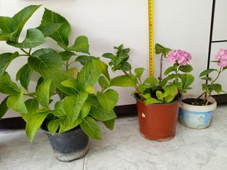 Planta natural. Hortensia 