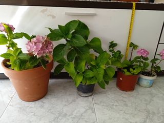 Planta natural. Hortensia 