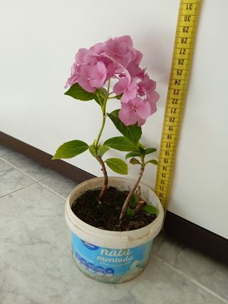 Planta natural. Hortensia 