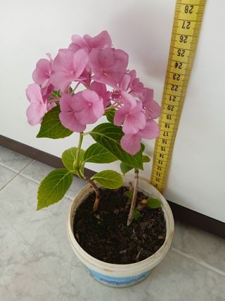 Planta natural. Hortensia 